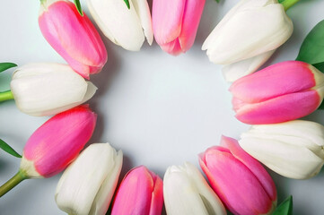 Pink and white tulips on blue background and copy space. Congratulations with flowers with empty space.