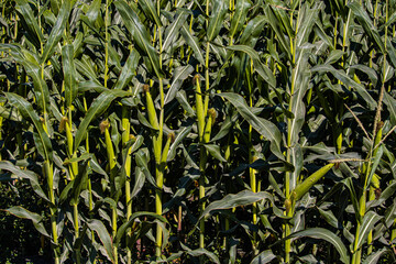 green corn field