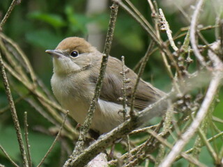 Female blackhead bird. Hiding in leaves. Feeding. 
