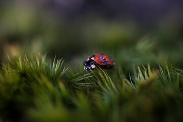 ladybug on moss