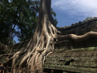 roots of tree in temple