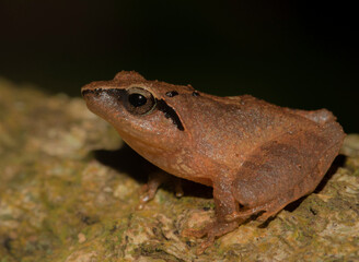 Brown frog on a leaf; tiny frog; cute froggy; Pseudophilautus zorro from Sri lanka; Endemic to Sri Lanka; frogs in the city; Shrub frog