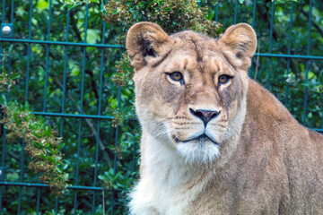 Löwin