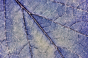 Close-up tree leaf. Mosaic pattern of plant veins and cells. Blue tinted background similar to a...