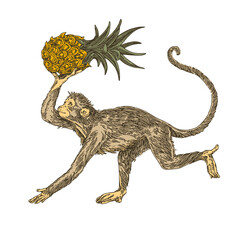 Monkey is running and holding a pineapple in his paws. Color. Engraving style. Vector illustration.