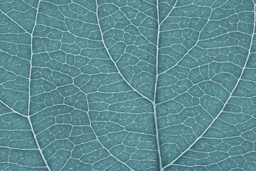 Leaf of fruit tree close-up. Light gray tinted mosaic pattern of a net of veins and plant cells. Abstract monochrome pale blue background on a floral theme. Summer wallpaper. Macro