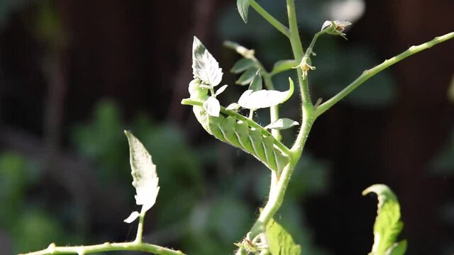 Tomato hornworm eating the leaves and stem on the tomato plant at backyard garden near Dallas, Texas, USA. Pest damages on organic gardening concept.
