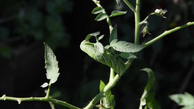 Tomato hornworm eating the leaves and stem on the tomato plant at backyard garden near Dallas, Texas, USA. Pest damages on organic gardening concept.