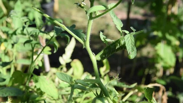 Tomato hornworm eating the leaves and stem on the tomato plant at backyard garden near Dallas, Texas, USA. Pest damages on organic gardening concept.