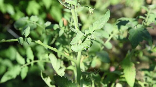 Tomato hornworm eating the leaves and stem on the tomato plant at backyard garden near Dallas, Texas, USA. Pest damages on organic gardening concept.