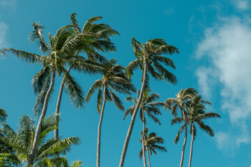 Fototapeta na wymiar Coconut palm tree，The Kahala Hotel & Resort， Honolulu, Oahu, Hawaii
