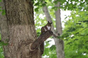 Wild Squirrel outside in nature 