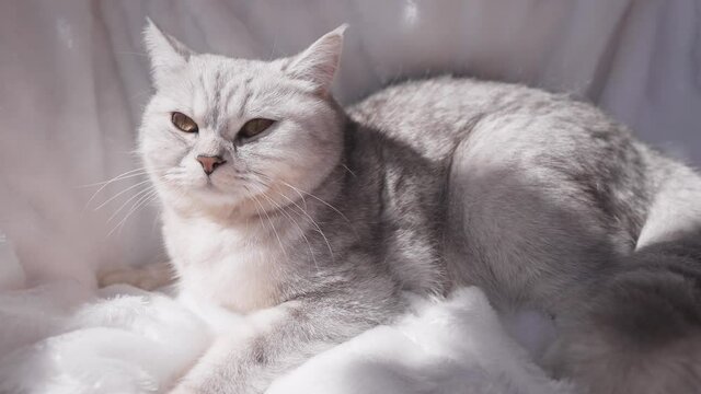 Kitty fluffy breed of Scottish.Funny gray cat.