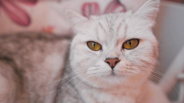 Kitty fluffy breed of Scottish.Funny gray cat.