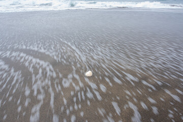 Sand dollar in waves on the beach