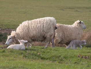 Obraz premium Ewes and Lambs.
