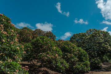 Fototapeta na wymiar Flower. Plumeria is a genus of flowering plants in the family Apocynaceae. frangipani .Koko Crater Botanical Garden，Honolulu, Oahu, Hawaii 