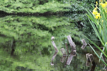 Wanderung auf dem Harzer Baudensteig (Hiking on the Harz Mountains Baudensteig) | Lake in Bad Lauterberg with white-throated dipper (Wasseramsel, Cinclus cinclus)  