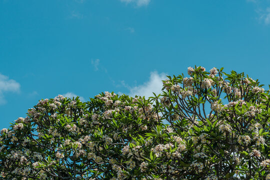 Flower. Plumeria  is a genus of flowering plants in the family Apocynaceae. frangipani .Koko Crater Botanical Garden，Honolulu, Oahu, Hawaii
