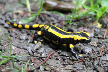 Wanderung auf dem Harzer Baudensteig (Hiking on the Harz Mountains Baudensteig) | Fire salamander (Salamandra salamandra) next to a hiking path near the town of Zorge after a rainy night