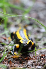 Wanderung auf dem Harzer Baudensteig (Hiking on the Harz Mountains Baudensteig) | Fire salamander (Salamandra salamandra) next to a hiking path near the town of Zorge after a rainy night