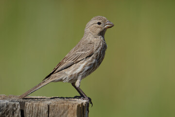 Female house finch bird or Haemorhous mexicanus perched on fence post against green background