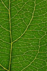 Fresh leaf of fruit tree close-up. Green and yellow mosaic pattern of a net of veins and plant cells. Abstract natural background on a floral theme. Vertical summer wallpaper. Macro
