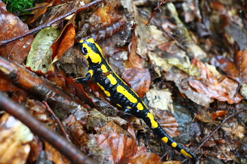 Wanderung auf dem Harzer Baudensteig (Hiking on the Harz Mountains Baudensteig) | Fire salamander (Salamandra salamandra) next to a hiking path near the town of Zorge after a rainy night