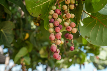Coccoloba uvifera is a species of flowering plant in the buckwheat family, Polygonaceae, seagrape and baygrape. Kakaako Waterfront Park, Honolulu, Oahu, Hawaii
