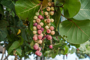 Coccoloba uvifera is a species of flowering plant in the buckwheat family, Polygonaceae, seagrape and baygrape. Kakaako Waterfront Park, Honolulu, Oahu, Hawaii