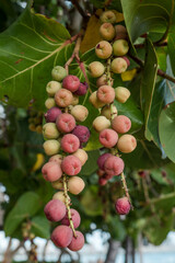 Coccoloba uvifera is a species of flowering plant in the buckwheat family, Polygonaceae, seagrape and baygrape. Kakaako Waterfront Park, Honolulu, Oahu, Hawaii