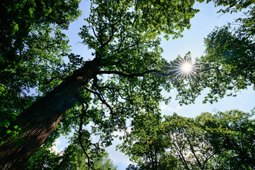 Fototapeta premium Wald Baum Sonnenstern