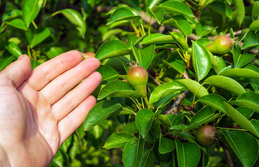 A farmer checks the ripening of a pear in early summer. Close-up of an agronomist hand holding a branch. Garden care