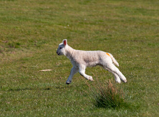 Obraz premium Happy Lamb.