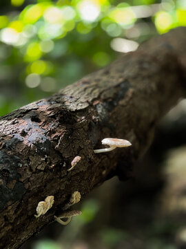Mushrooms growing in a tree trunk