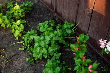 mint plant grow at garden