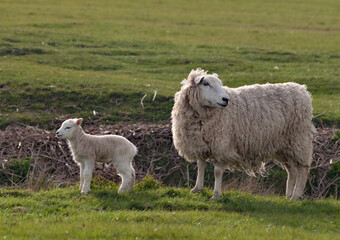Fototapeta premium Ewe and Lamb