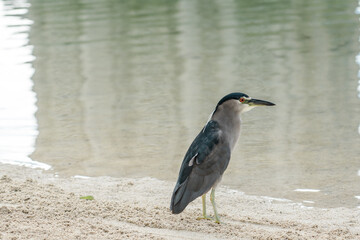 BIRD. Nycticorax nycticorax hoactli. Black-crowned night heron.  black-capped night heron, Duke Kahanamoku Lagoon, Waikiki, Honolulu, Oahu, Hawaii. 