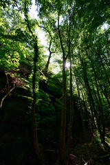 Wald Baum Sonnenstern Fels