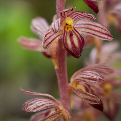Beautiful detailed picture of the Striped Coralroot Orchid wildflower
