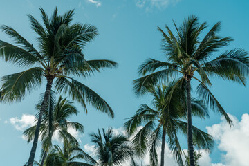 Fototapeta na wymiar Coconut palm tree. Kahanamoku Beach, Waikiki, Honolulu, Oahu, Hawaii. 