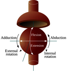 Ball-and-Socket Joint allows three relative rotations between the two connected segments