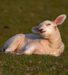 Fototapeta premium Cute Lamb