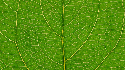 Fresh leaf of fruit tree close-up. Green and yellow mosaic pattern of veins and plant cells. Abstract natural background or desktop wallpaper on a floral theme. Beautiful summer wallpaper. Macro