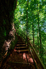 Obraz premium Wald Bäume Treppe Weg