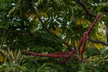 Schefflera actinophylla is a tree in the family Araliaceae. Australia umbrella tree, Queensland...