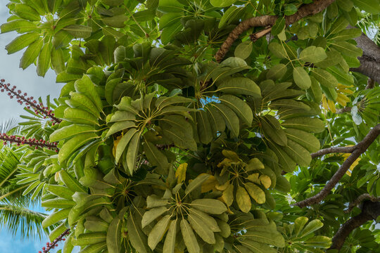 Schefflera actinophylla is a tree in the family Araliaceae. Australia umbrella tree, Queensland umbrella tree, octopus tree and amate. Fort DeRussy Beach Park, Waikiki, Honolulu, Oahu, Hawaii