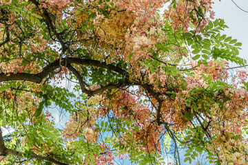Flowers, Cassia javanica, Java cassia, pink shower, apple blossom tree and rainbow shower tree,  family Fabaceae. Ainahau Triangle / Fort DeRussy Beach Park, Waikiki, Honolulu, Oahu, Hawaii