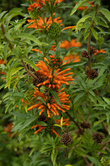 Ornamental exotic plants. Closeup top view of Leonotis leonurus, also known as Lion's ear, green leaves and tubular flowers of orange petals, spring blooming in the garden.
