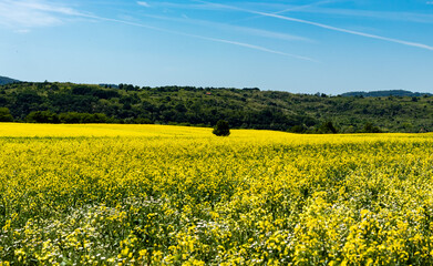 Obraz premium Landscape of nature with a field full of yellow flowers, contrasting with the blue of the sky, in the plain area near the Danube river, in Romania